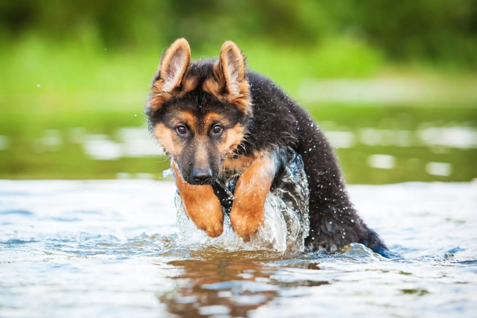 german shepherd puppy jumping in water in nature