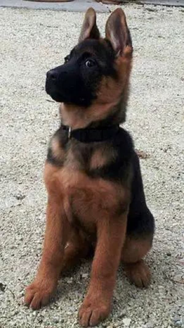 german shepherd puppy looking aside while sitting on the ground