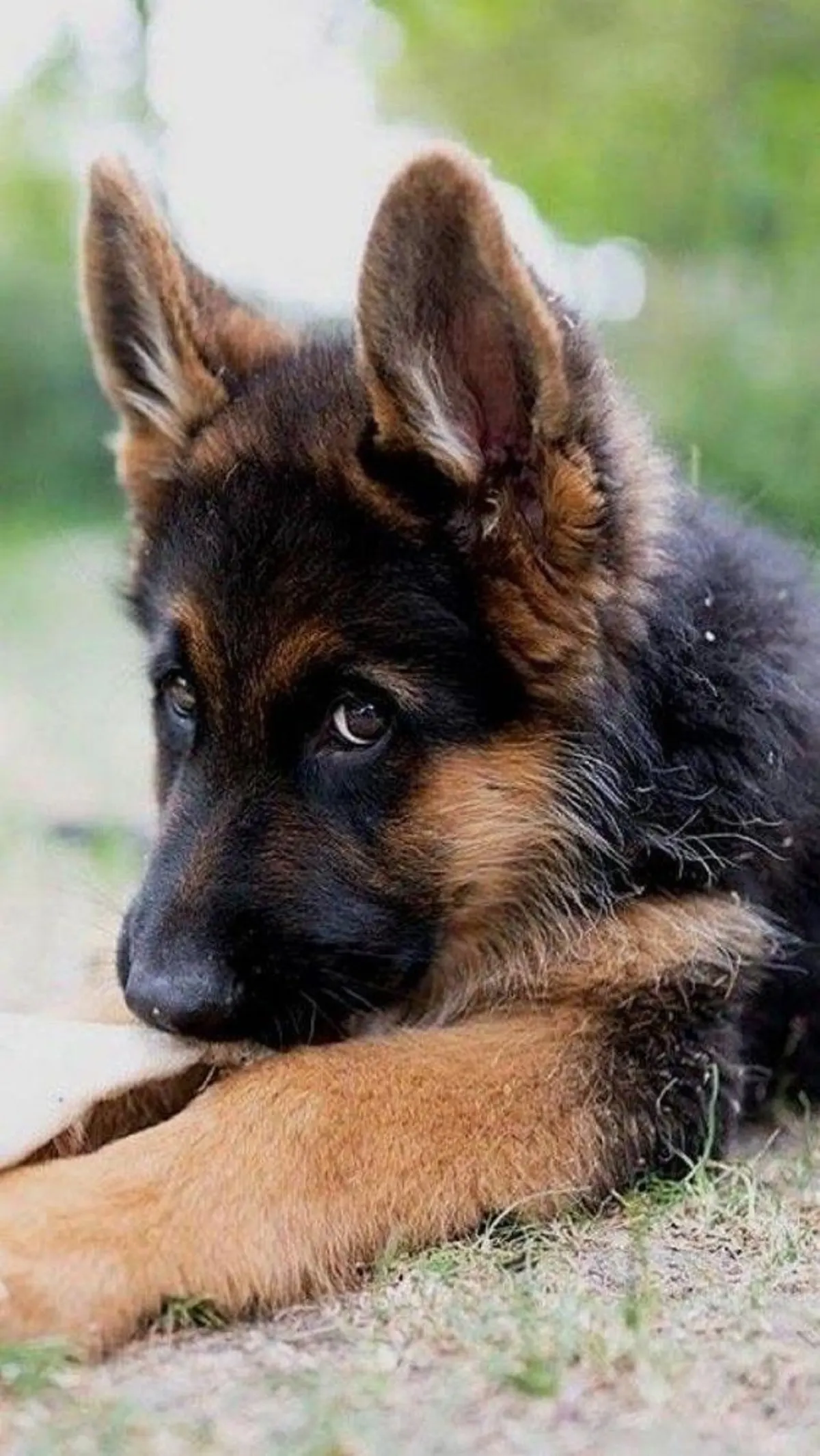 german shepherd puppy lying on the grass and looking aside