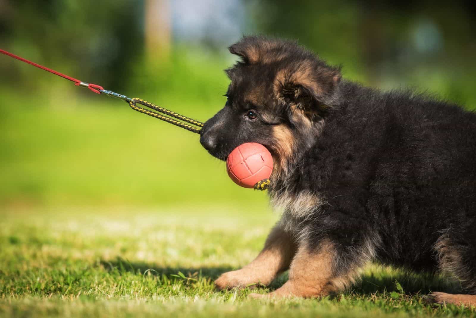 German shepherd puppy playing with a ball in the park