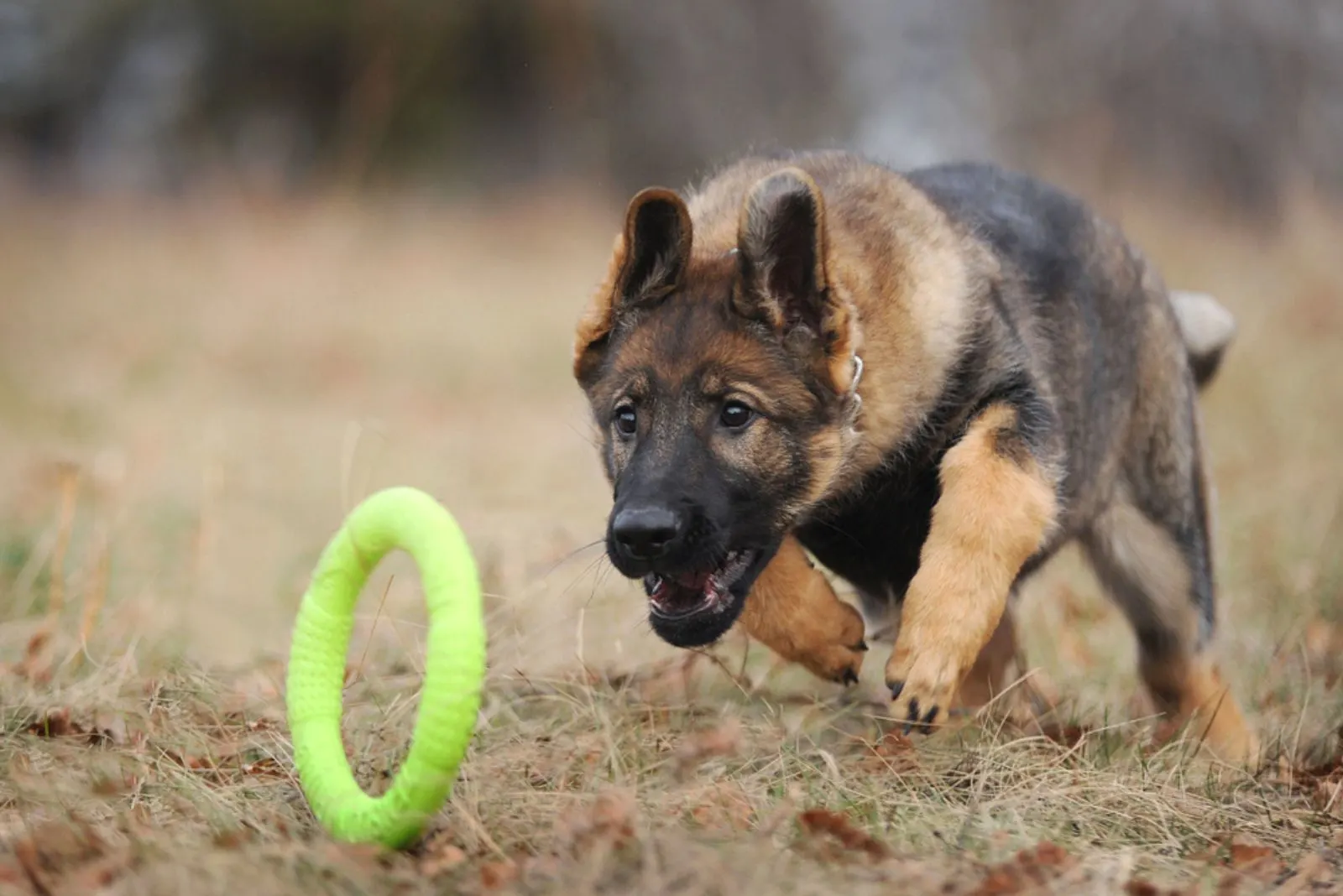 german shepherd puppy playing with a toy in the park