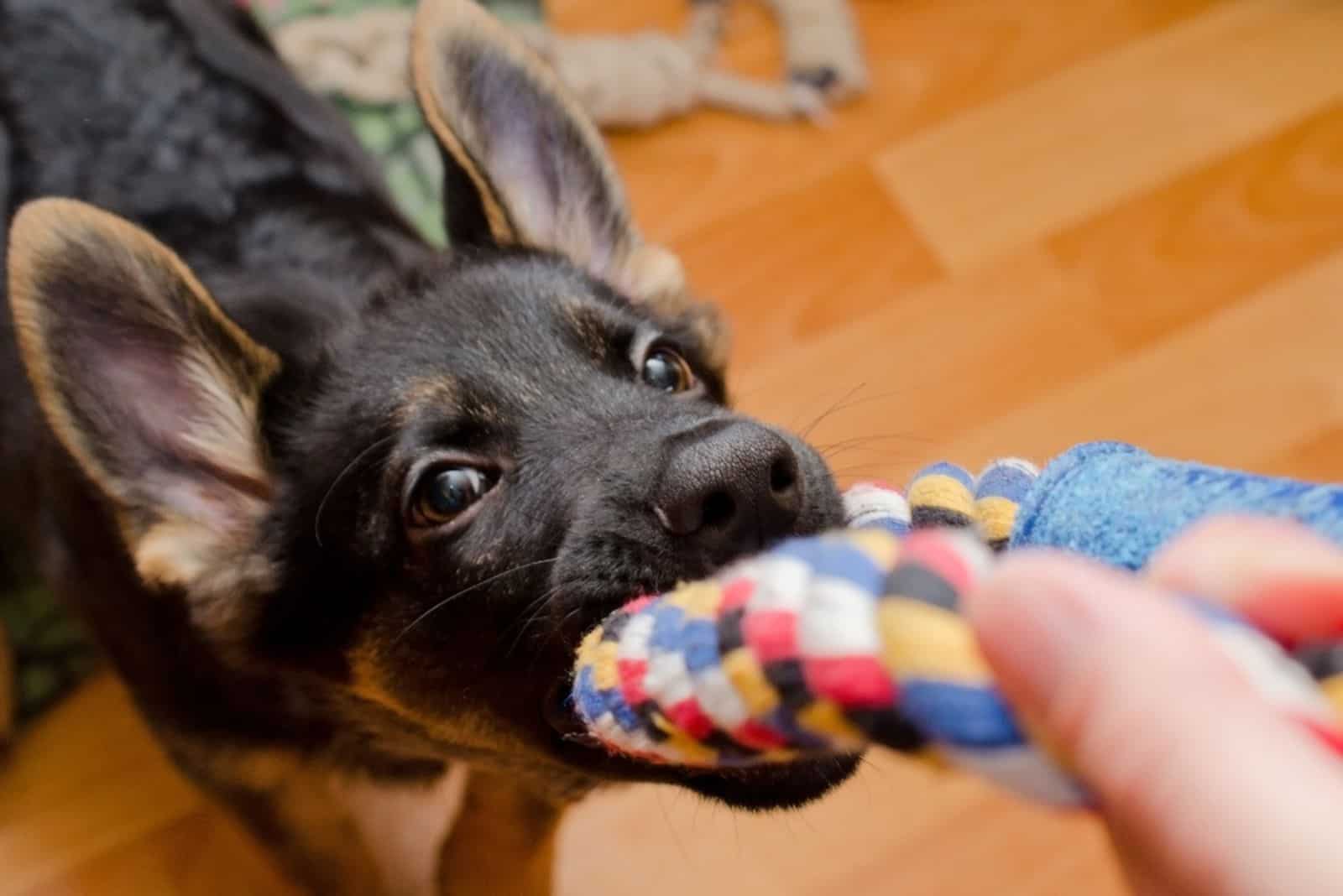 german shepherd puppy pulling a tug toy from his owner's hand