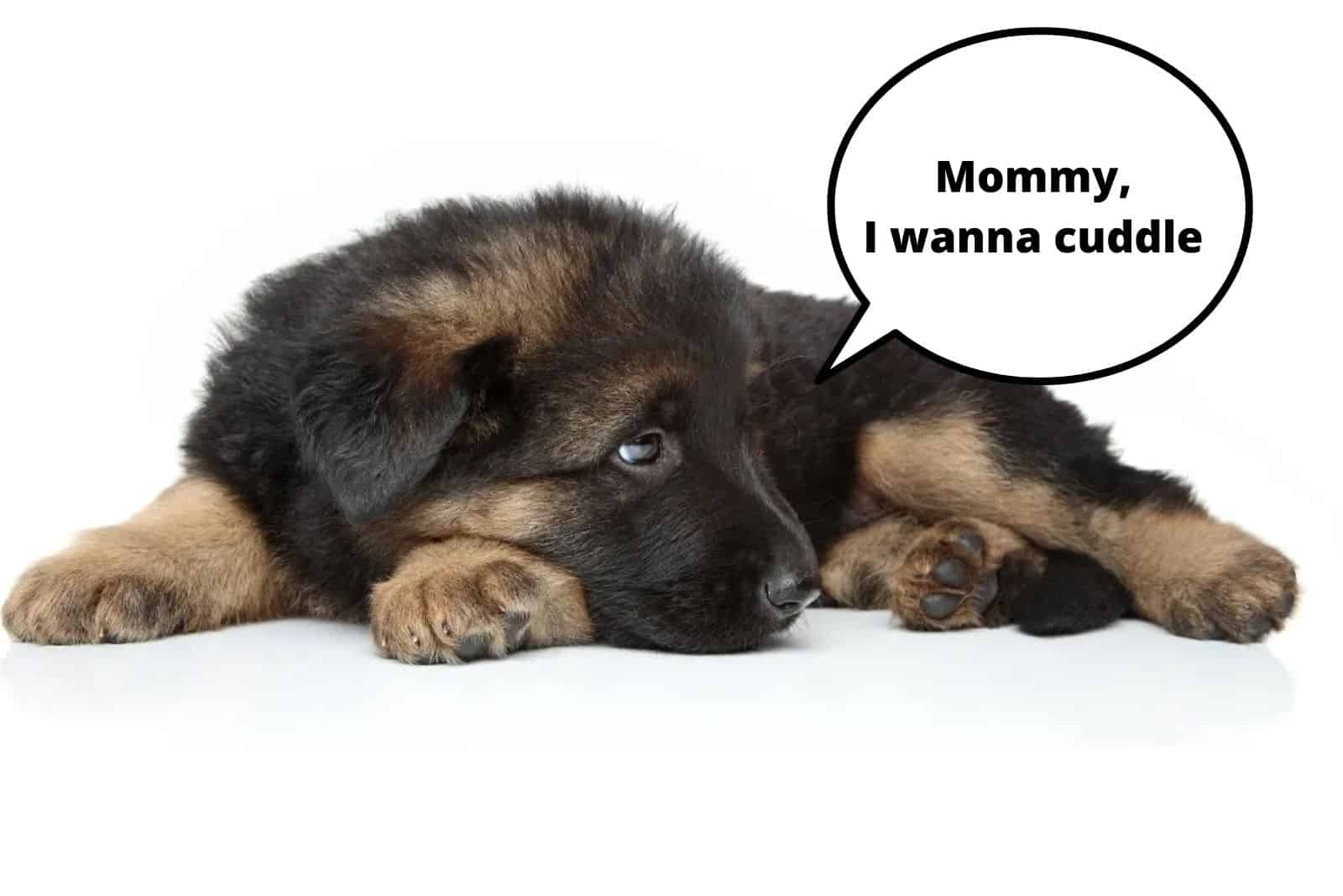 german shepherd puppy lying on the bed