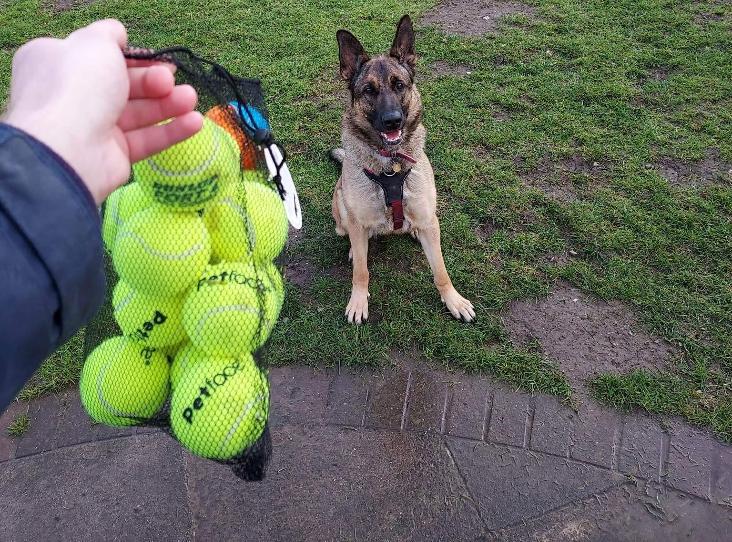 german shepherd sitting and looking at balls