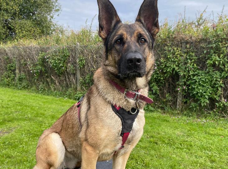 german shepherd sitting in the garden