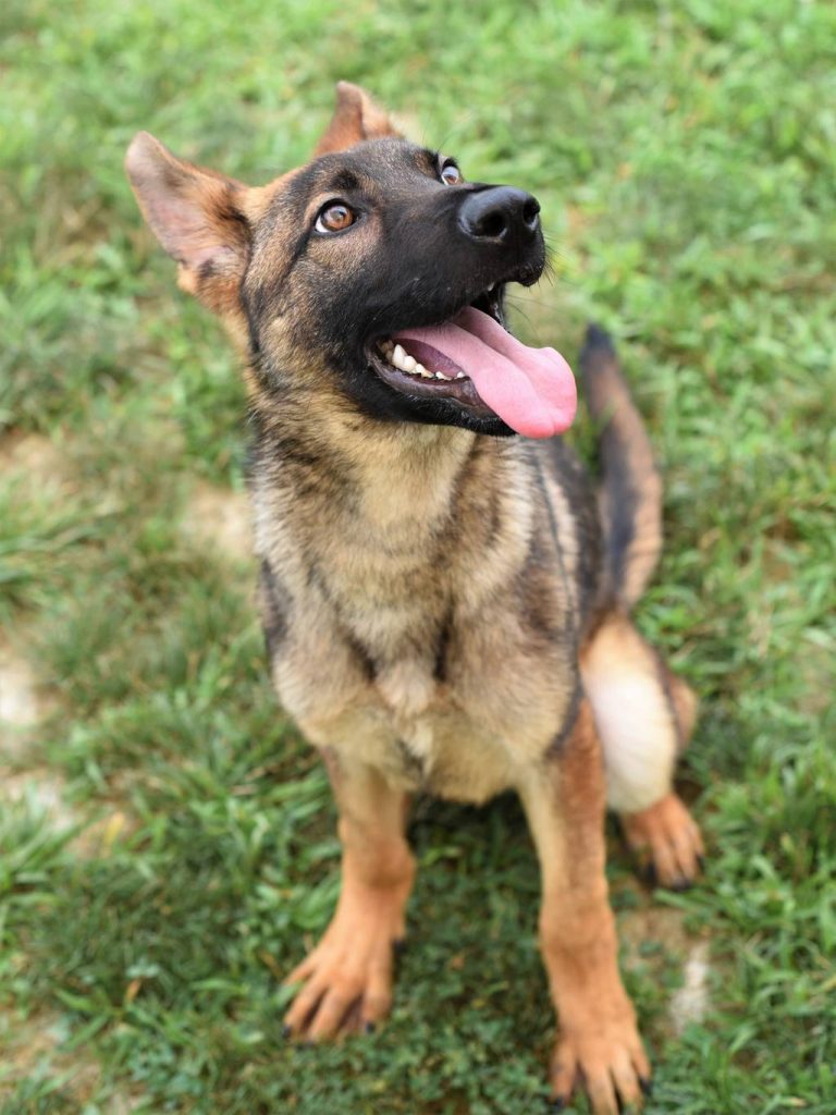 german shepherd sitting on the grass with his tongue out