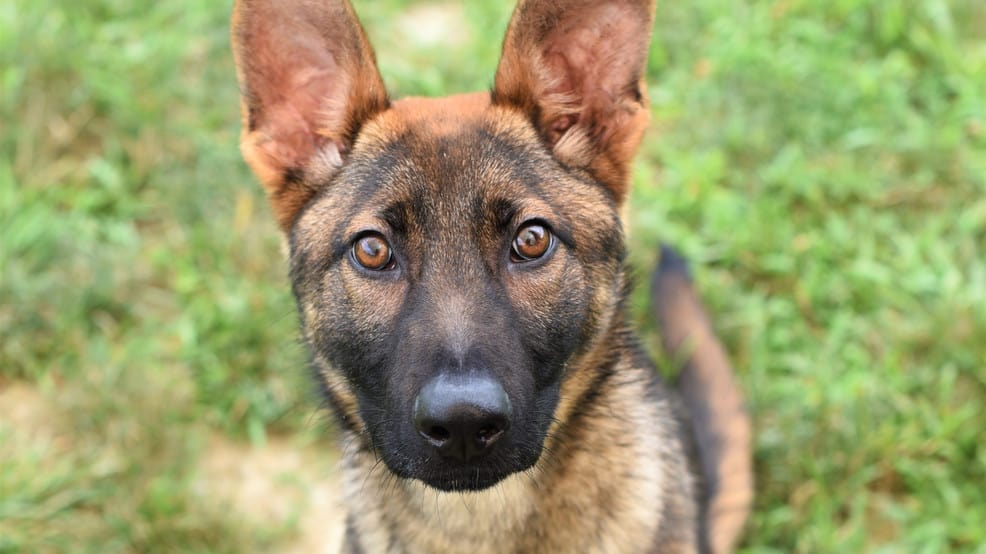 german shepherd standing and looking at the camera