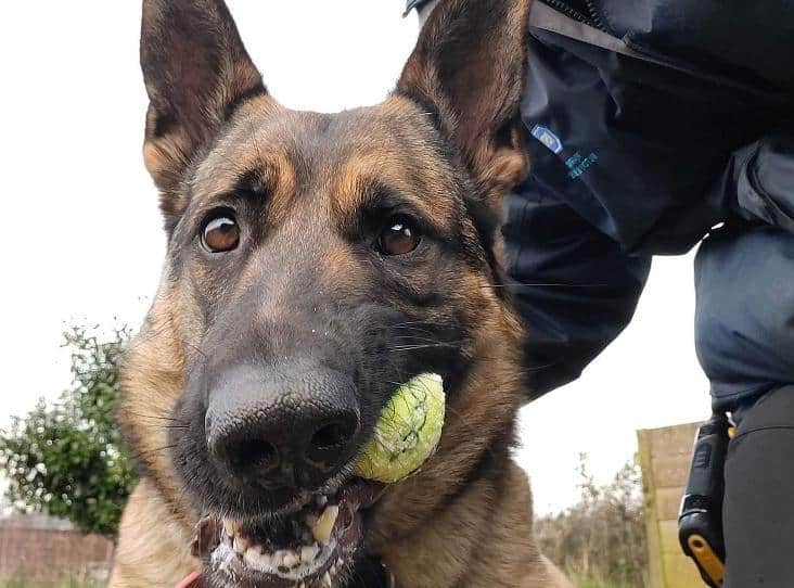 german shepherd with a ball in his mouth