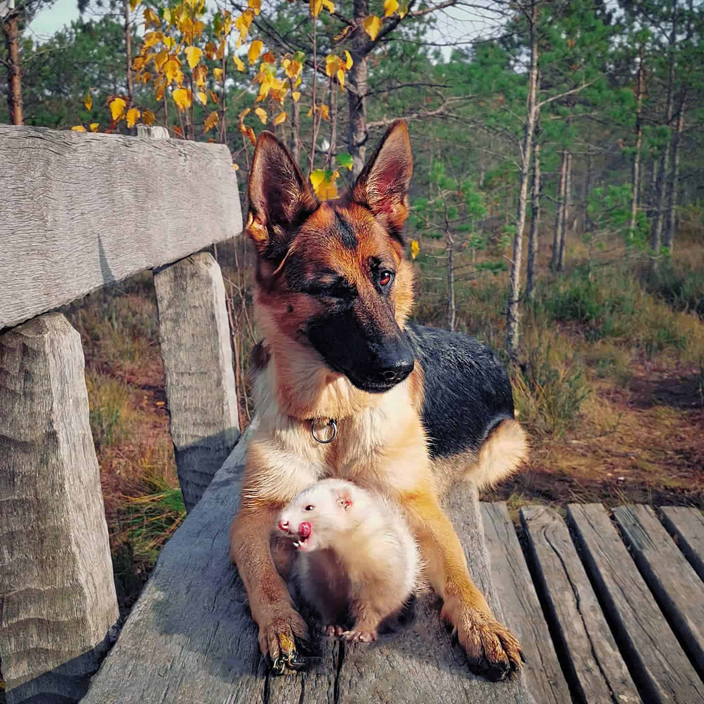 german shepherd with a ferret