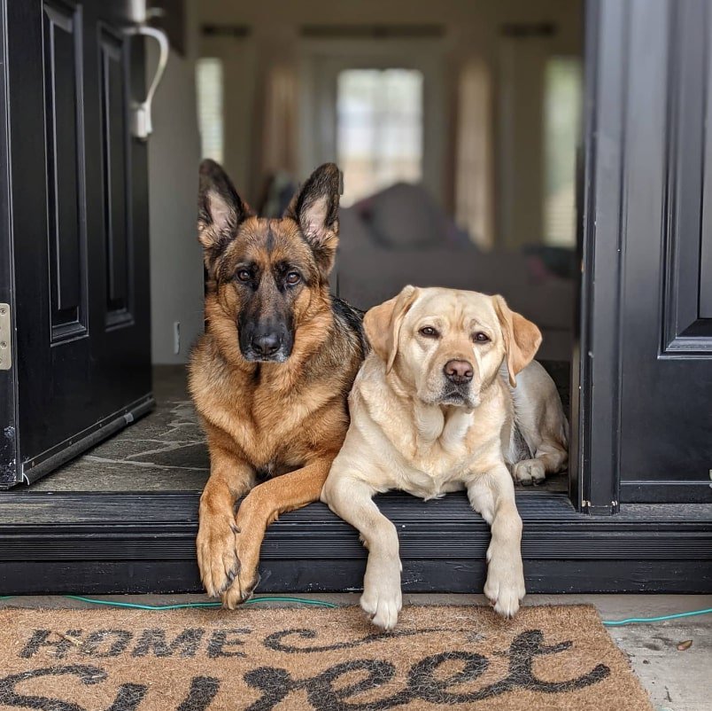 german shepherd with labrador posing