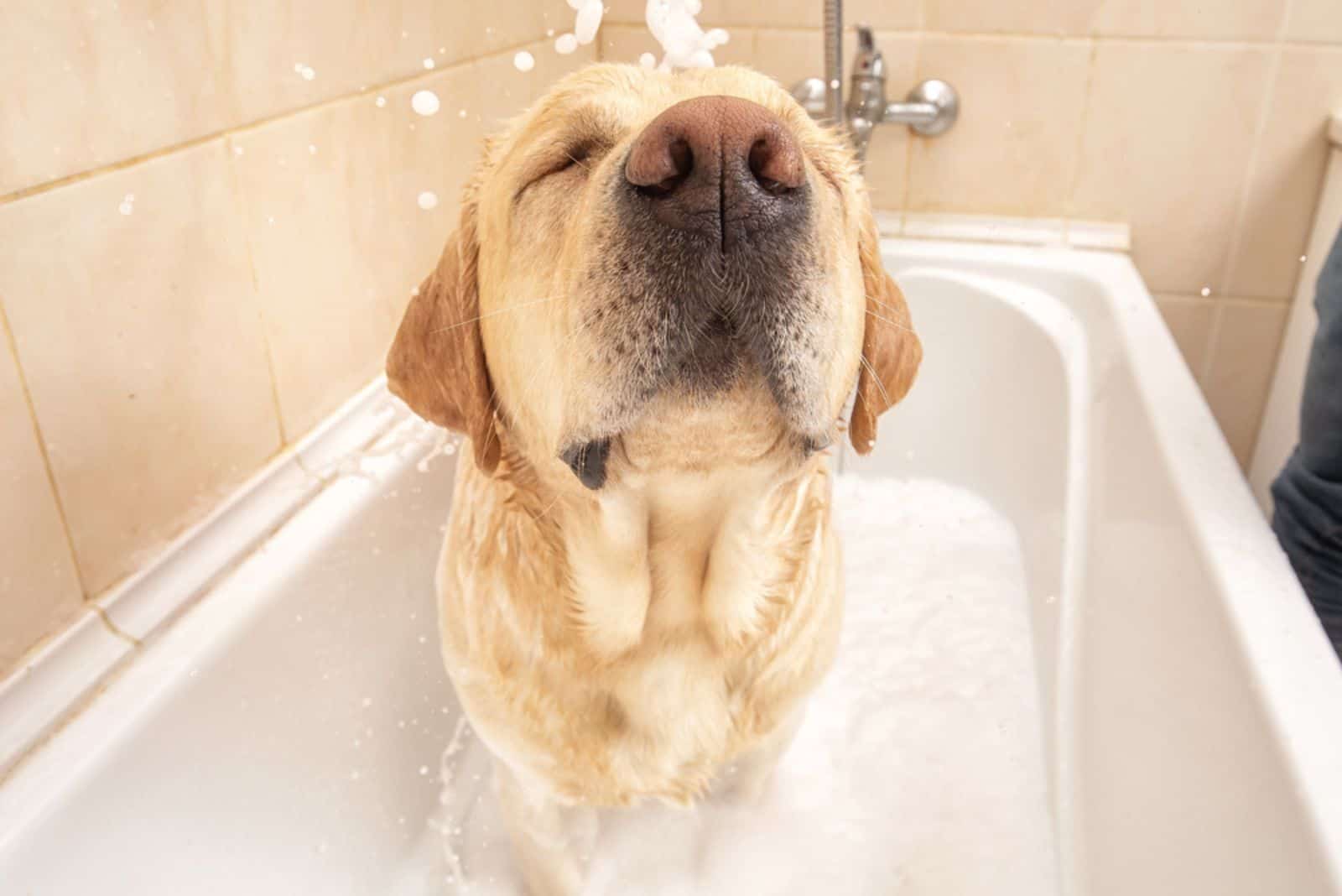 golden labrador dog standing in bath and taking a shower with soap and foam