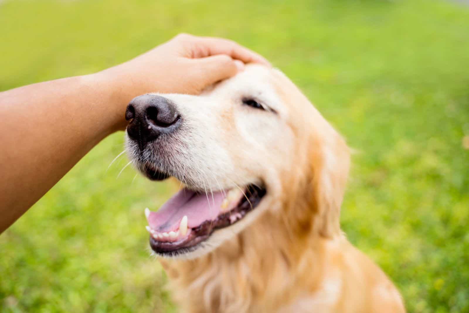 golden retriever dog enjoying being caressed by her owner