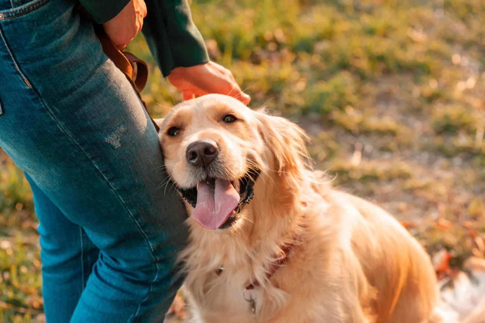 golden retriever dog leaning his head on owners legs in the park