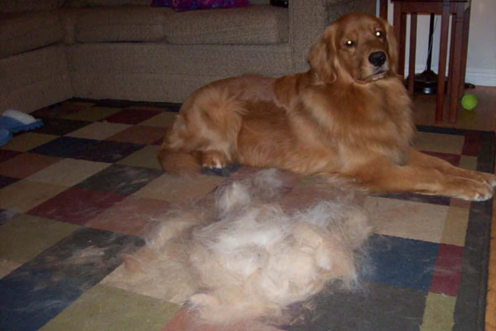 golden retriever dog lying on the carpet after brushing session