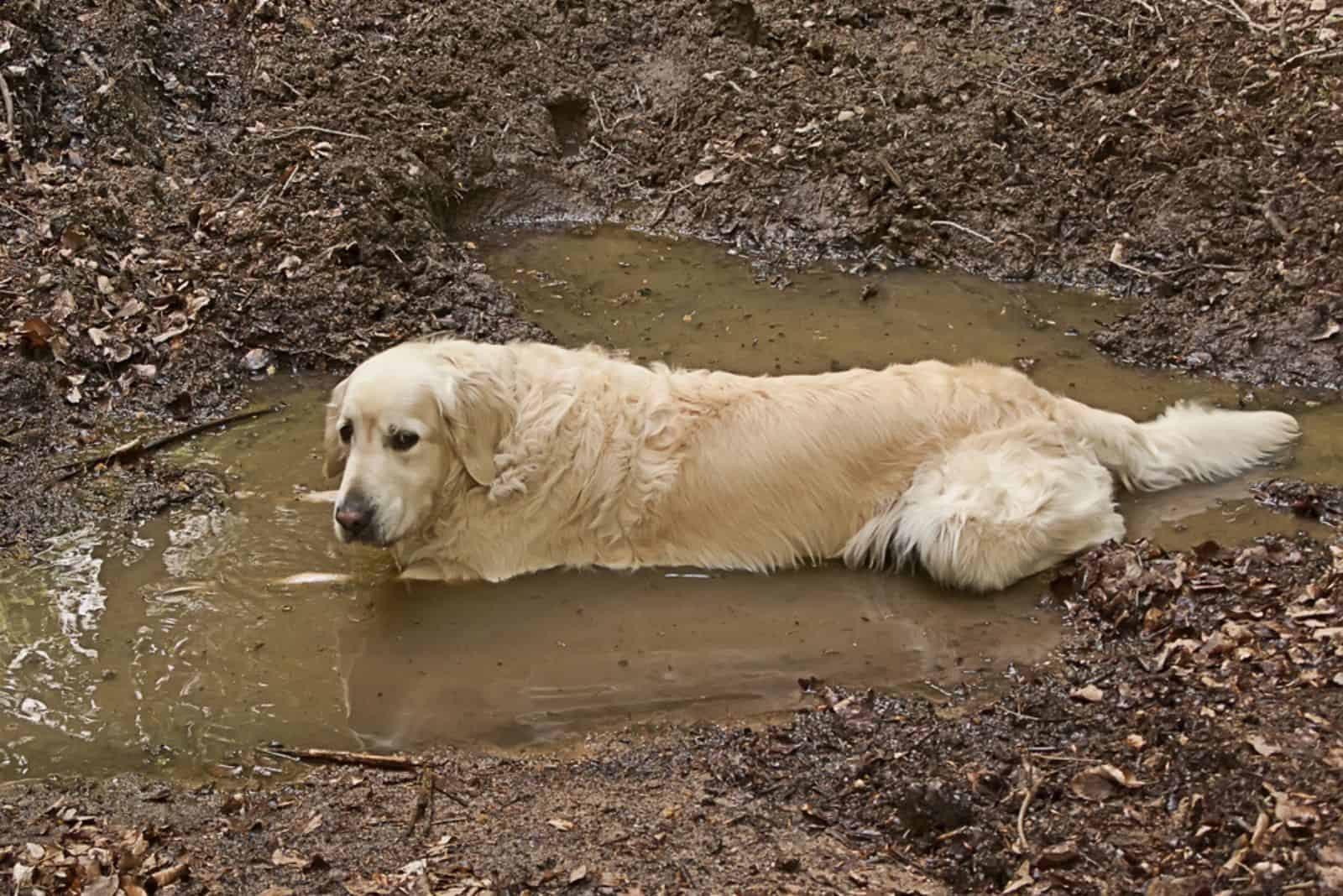 golden retriever dog playing in the mud