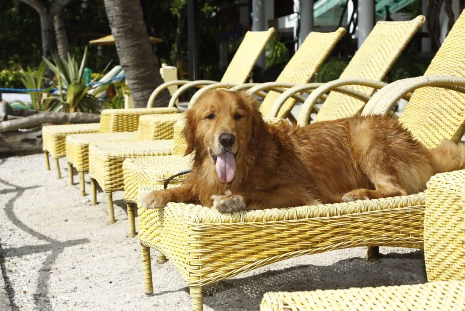 golden retriever dog resting on a yellow beach chair on sunny day
