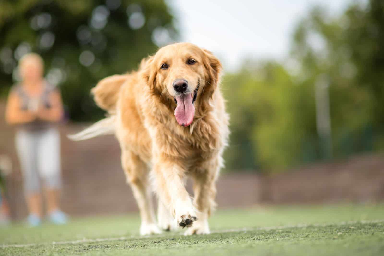 golden retriever dog walking in the park