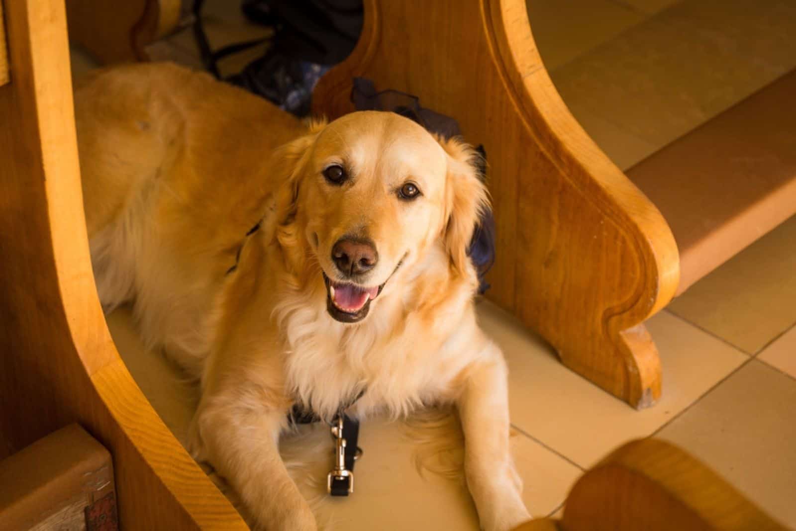 golden retriever dog lying on the floor