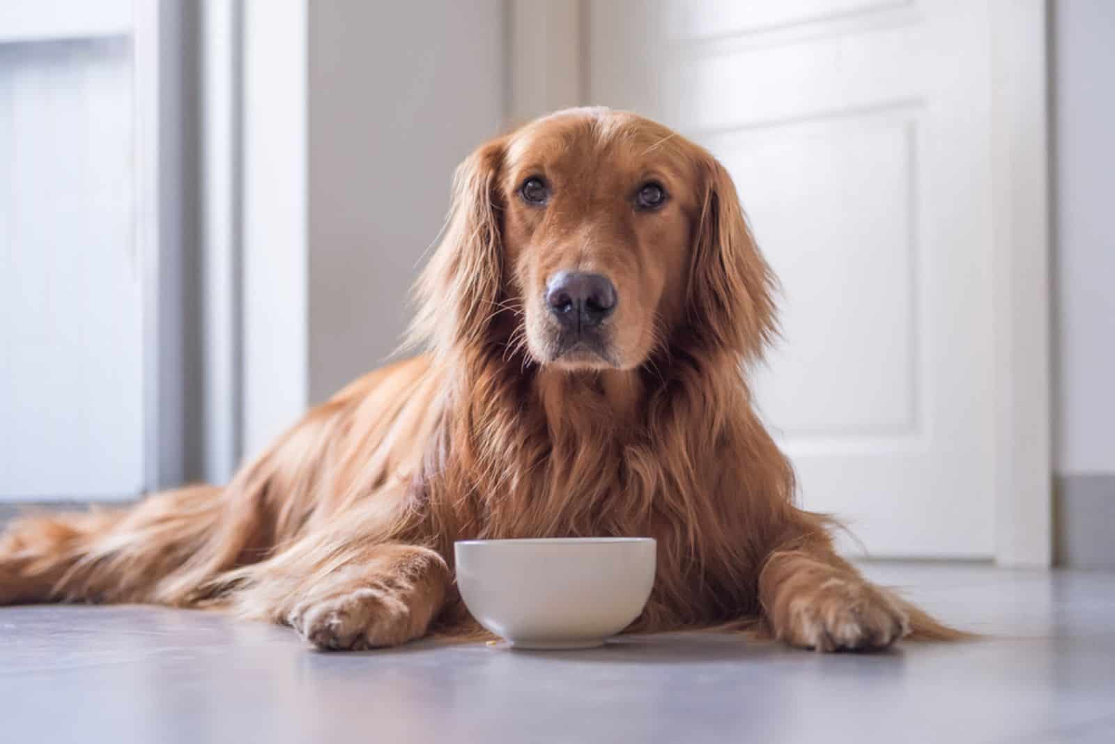 golden retriever eating indoors