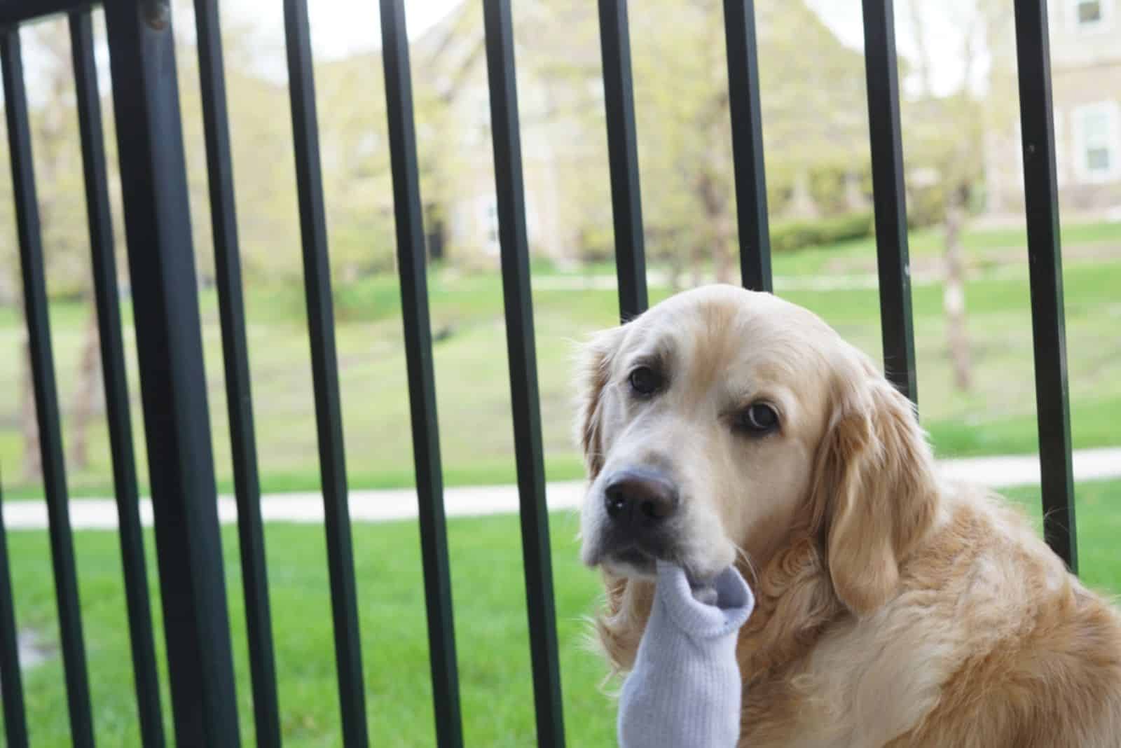 golden retriever with a sock in her mouth standing beside a gate in the yard
