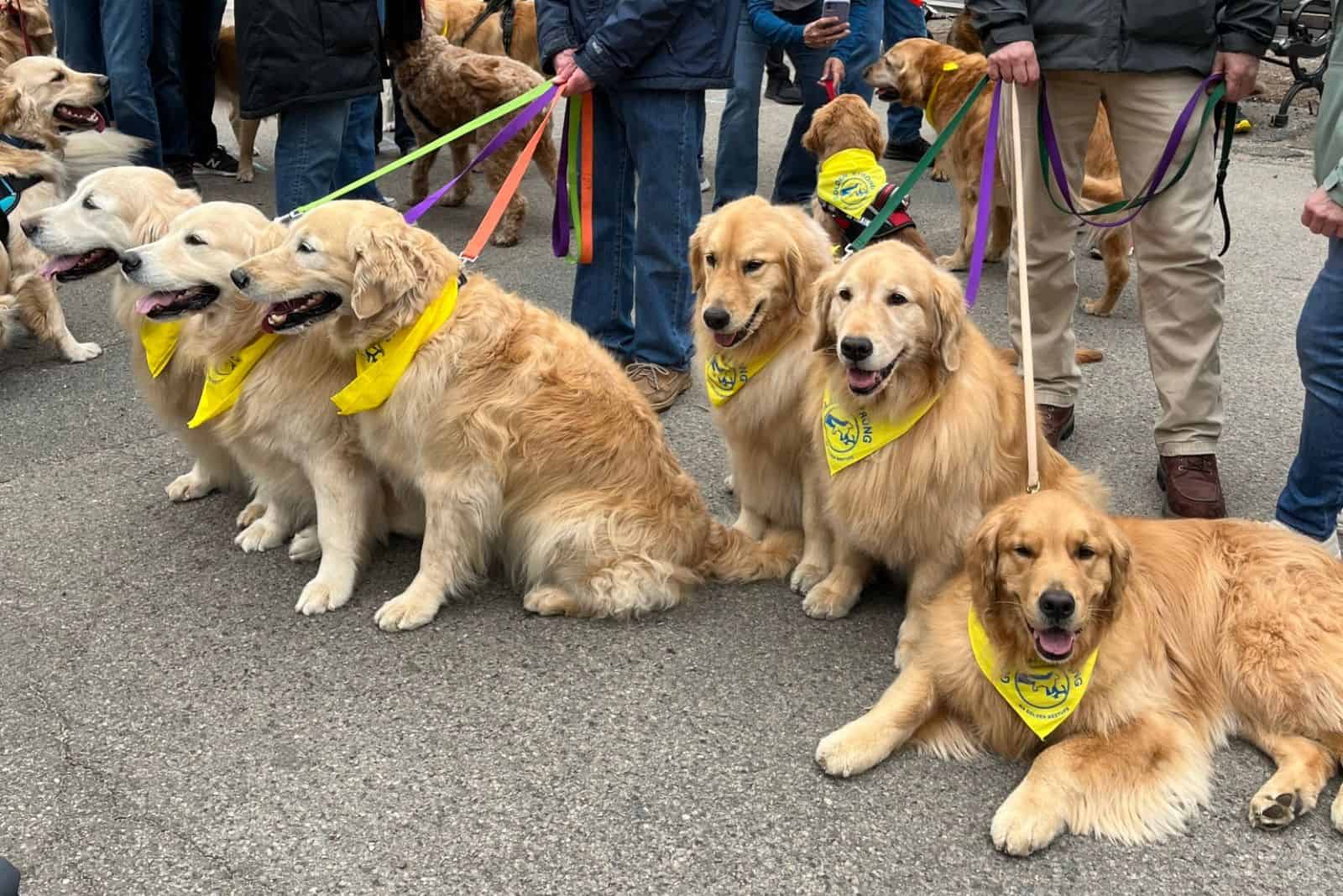 golden retrievers on leashes