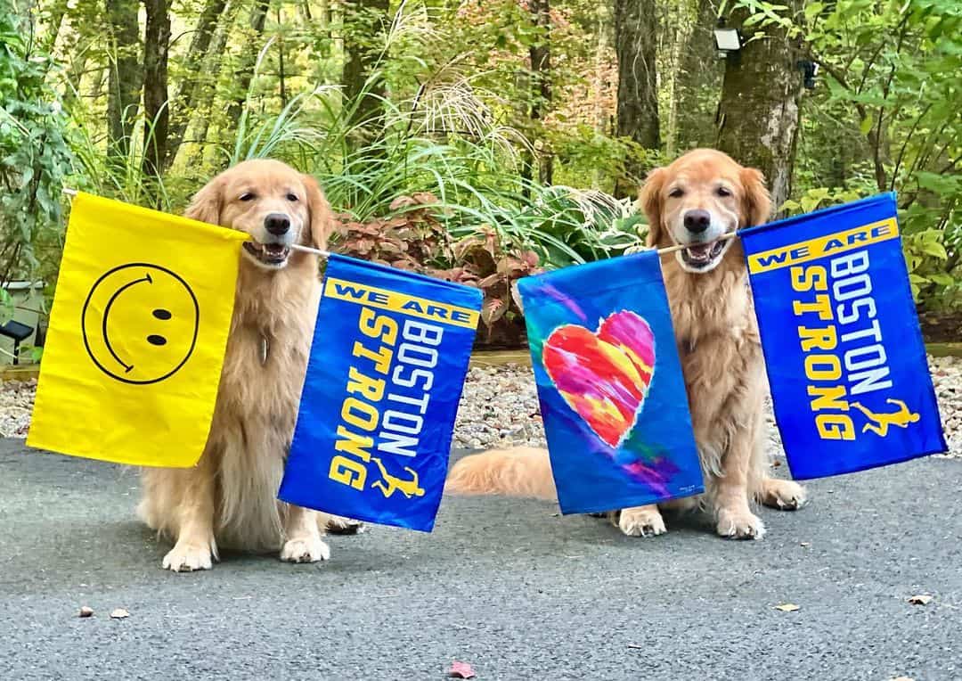 golden retrievers with flags in their mouths are sitting