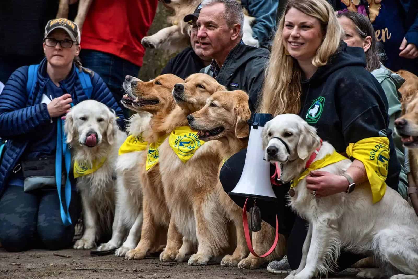 golden retrievers with their owners