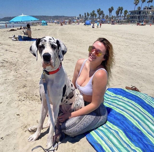 great dane acting like a lap dog