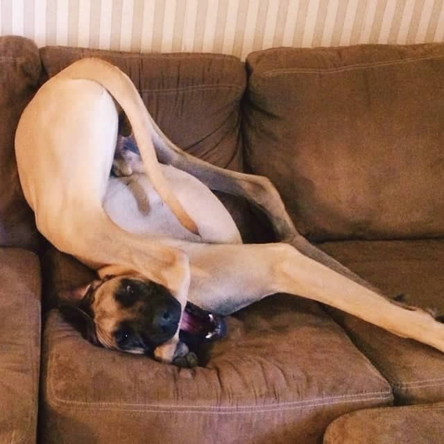 great dane curled up in a ball
