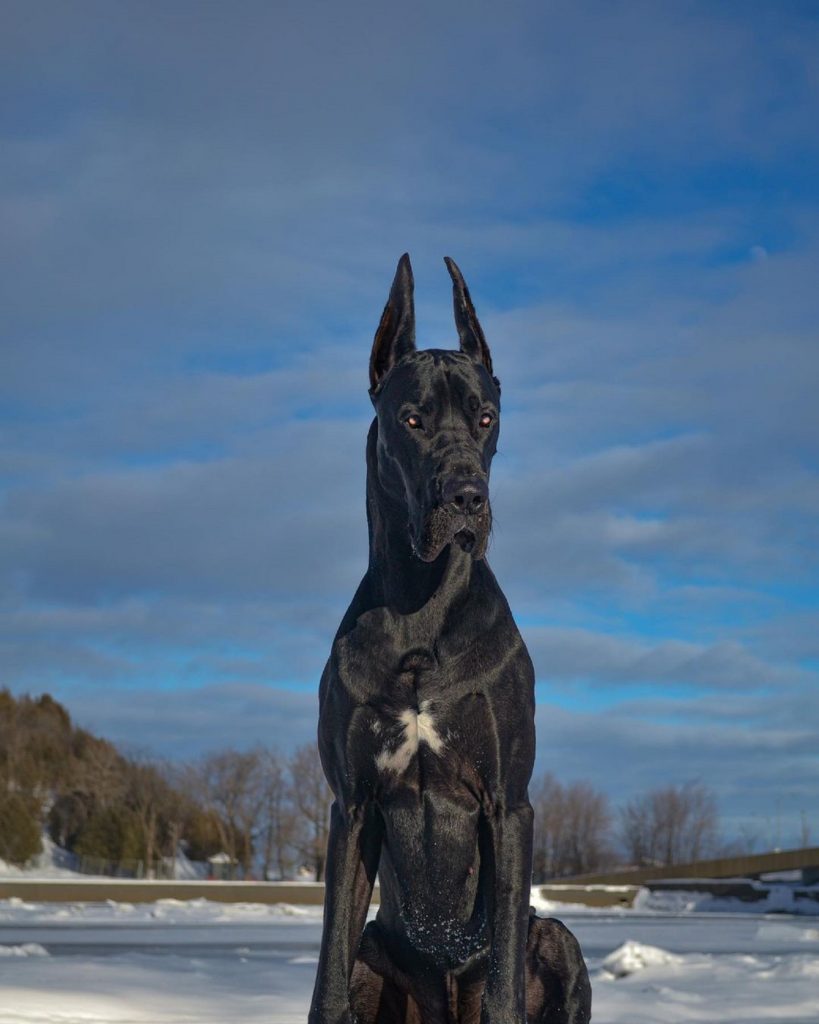 great dane dog sitting on the snow