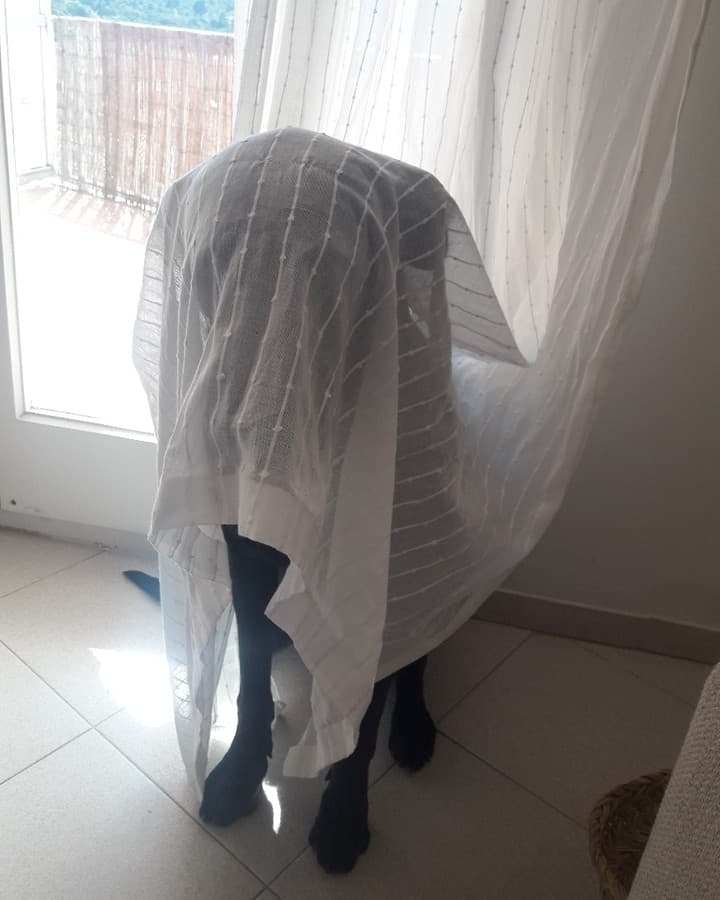 great dane hides behind the curtains