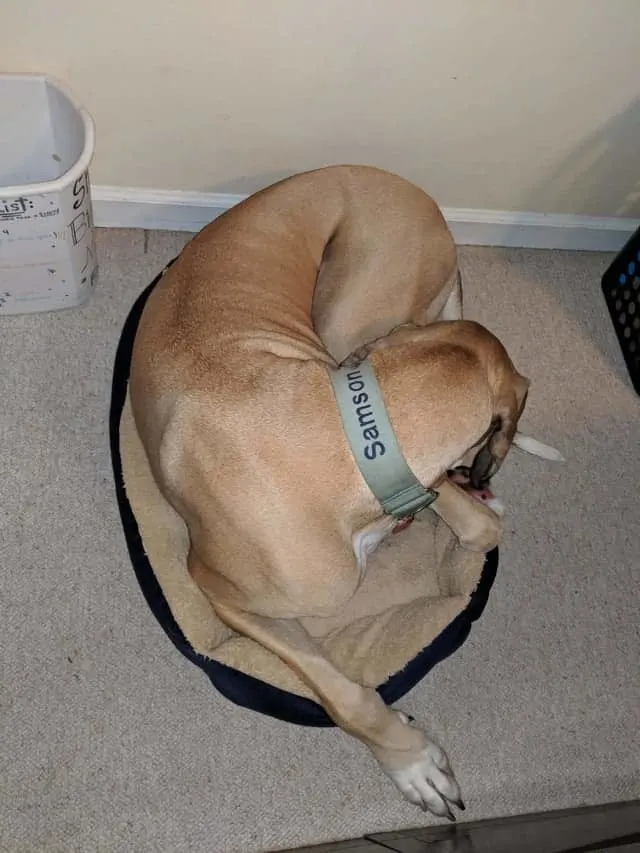 great dane in his puppy bed