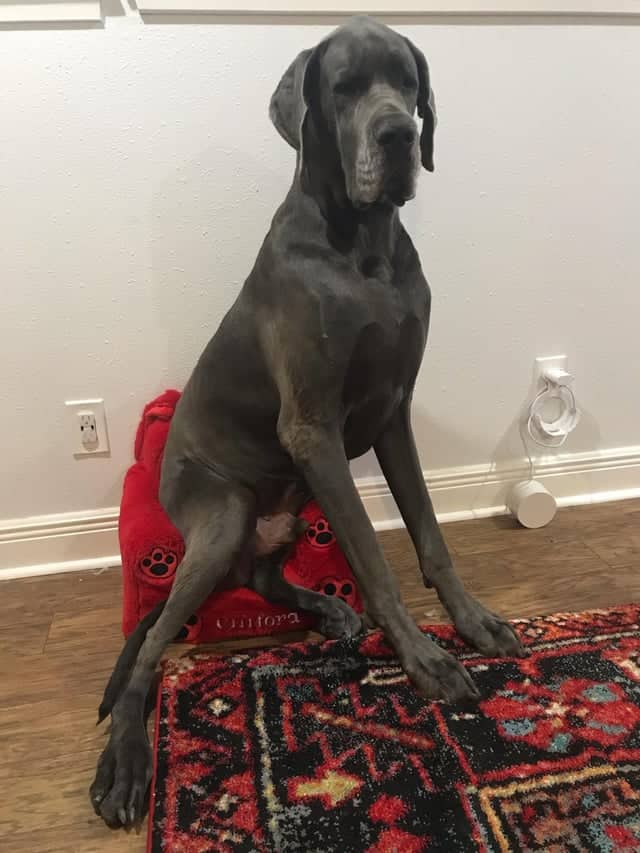 great dane sits in small dog bed