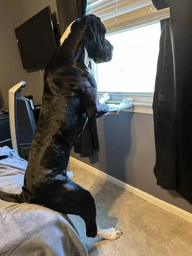 great dane sits on bed and looks out the window