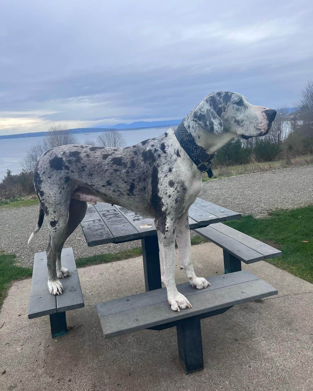 great dane sits on picnic table