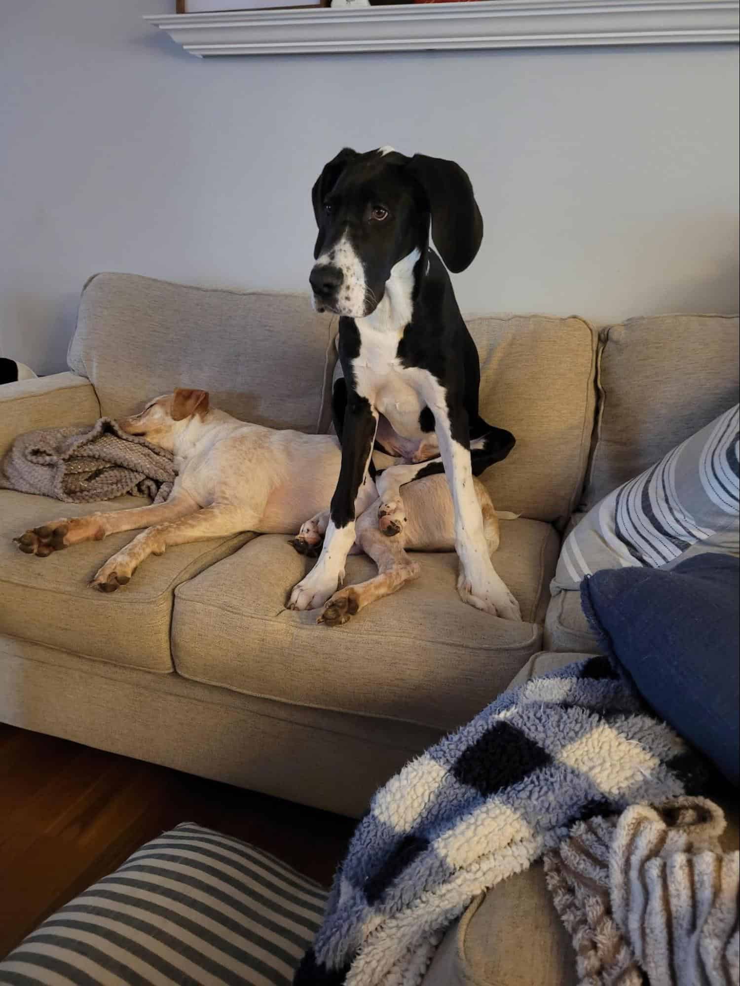 great dane sitting on the couch with another dog
