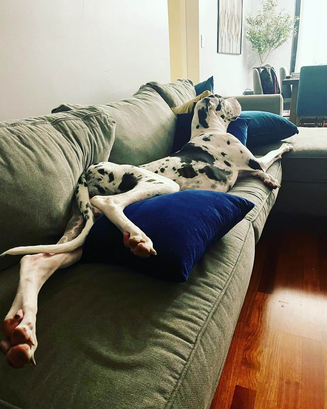 great dane sleeps on couch