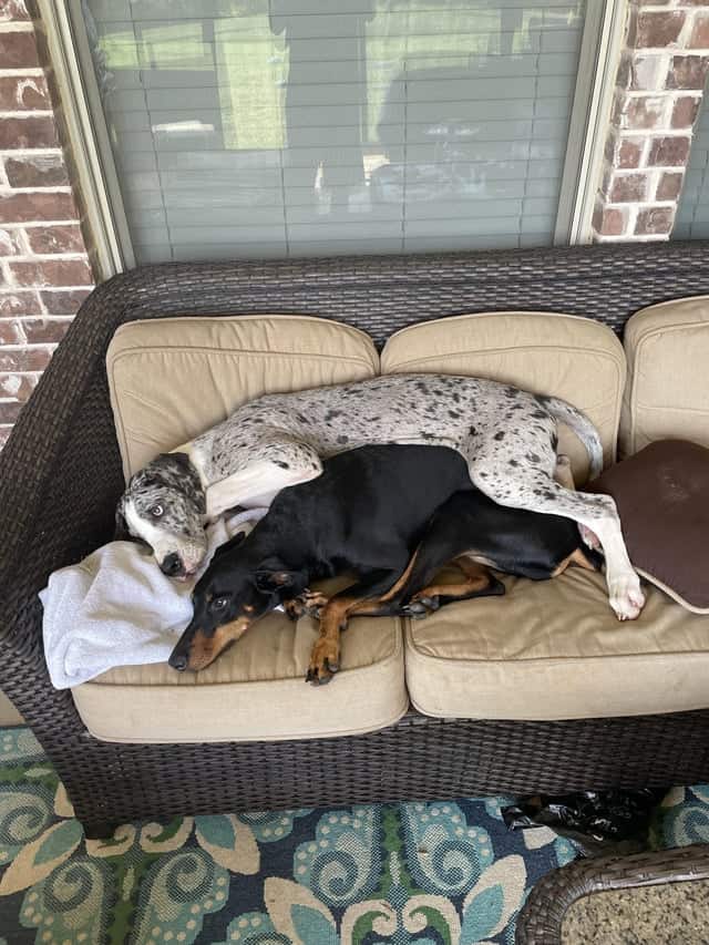 great dane spooning with another dog