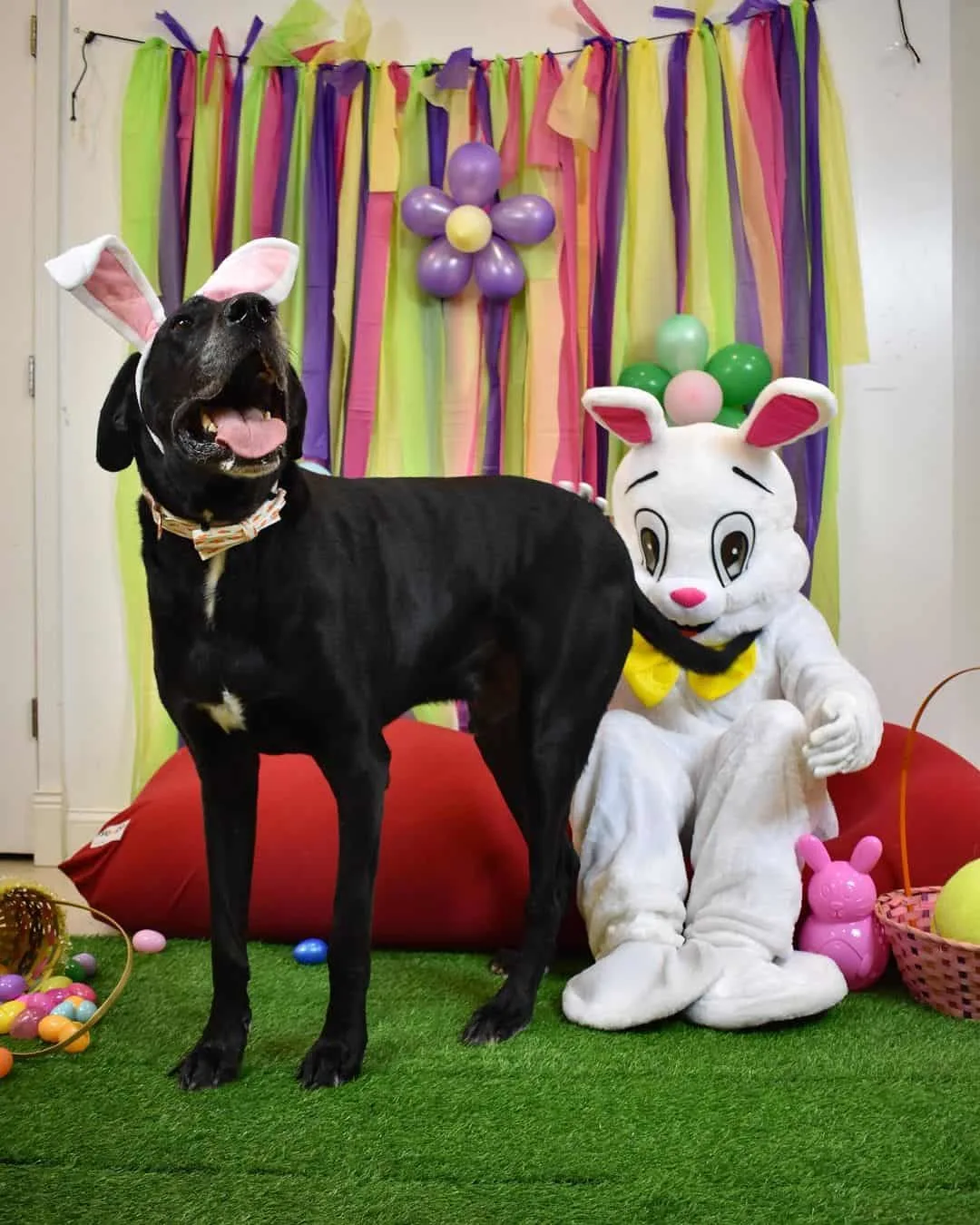 great dane taking photos with the easter bunny