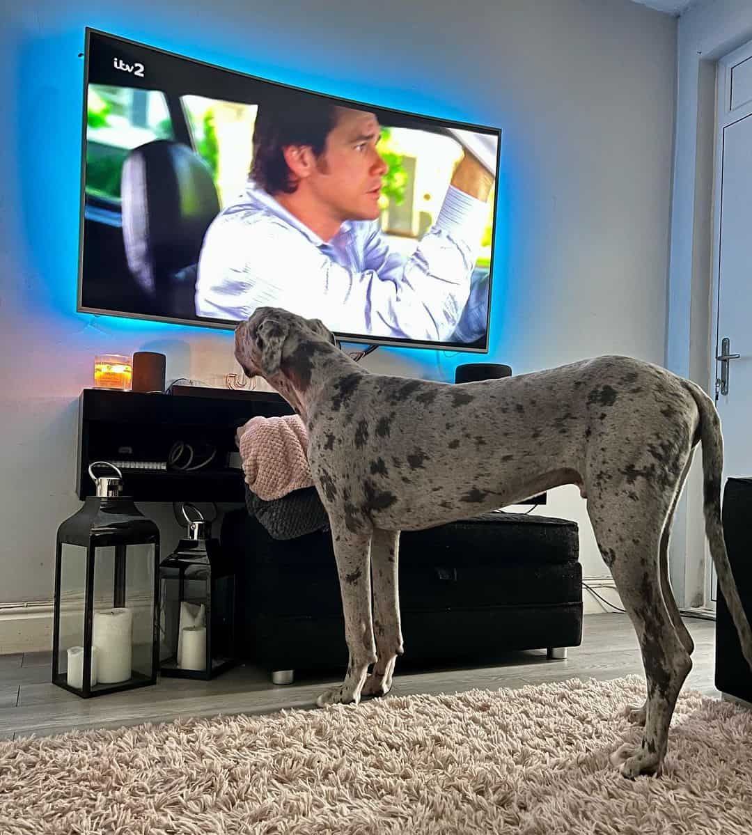 great dane watches tv