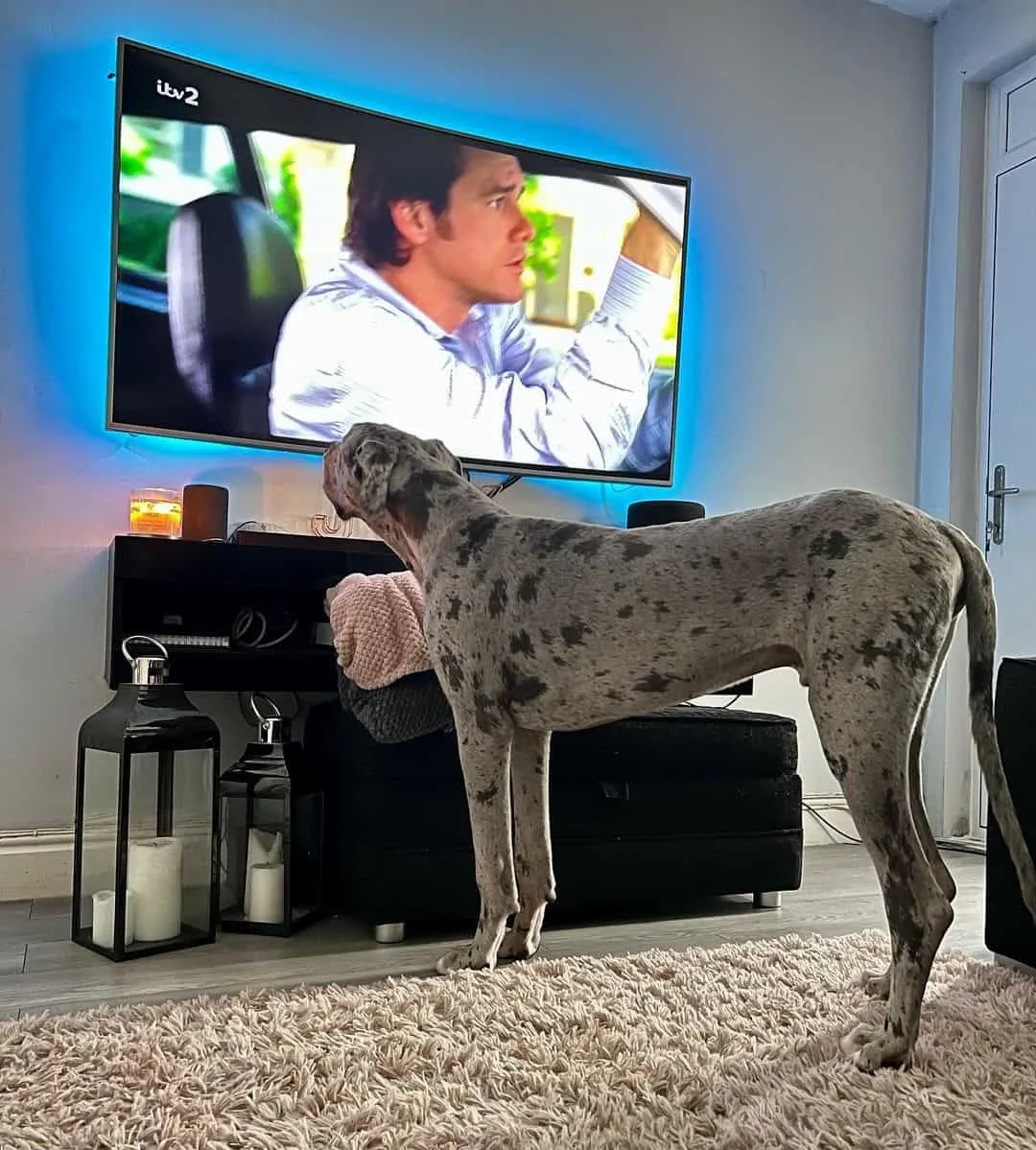 great dane watches tv