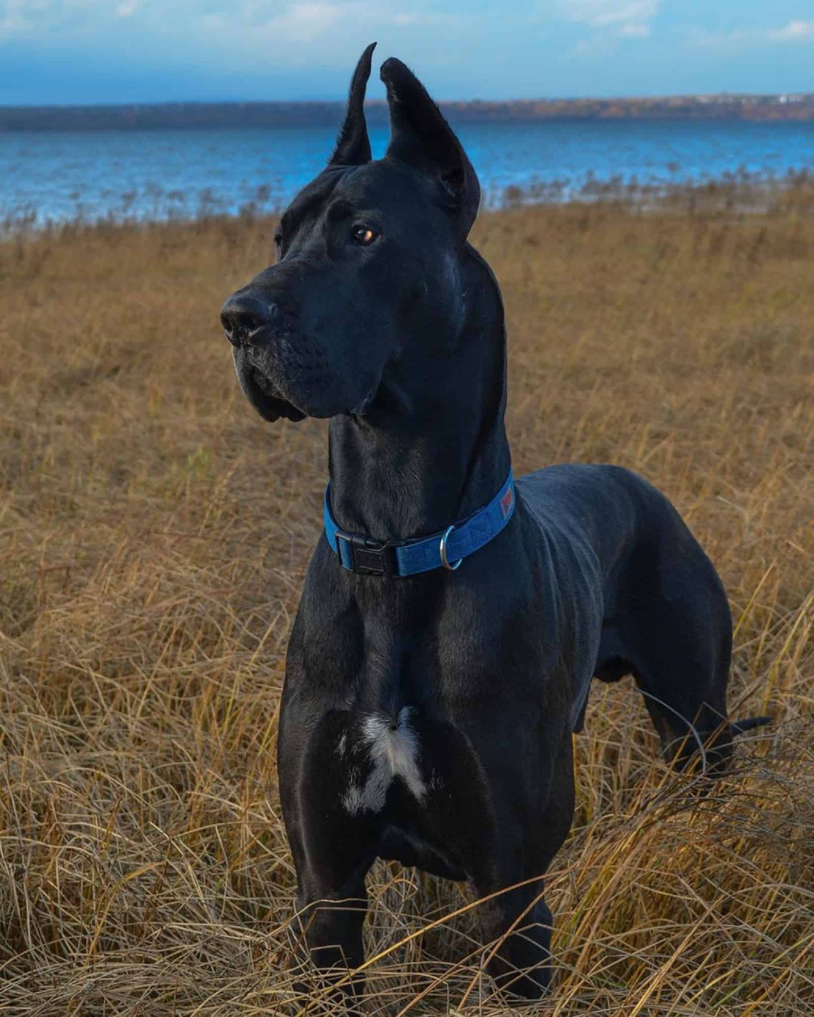 great dane dog in nature