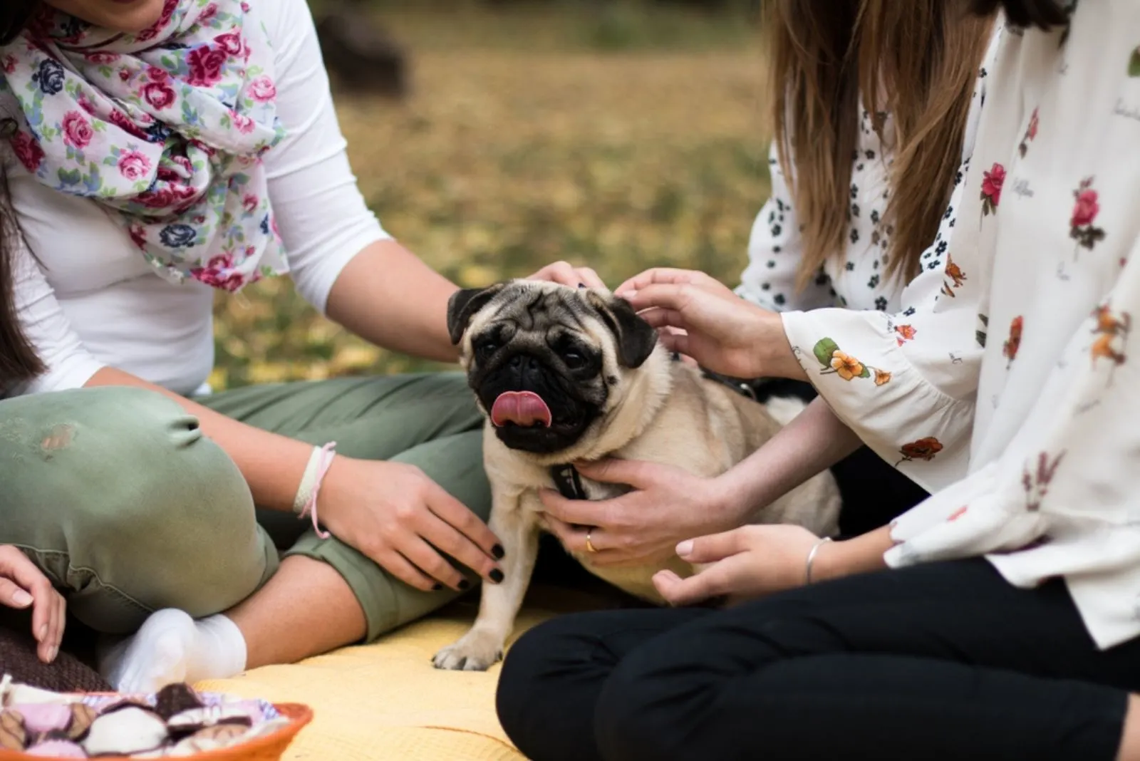 group of women playing with a cute pug dog in the park