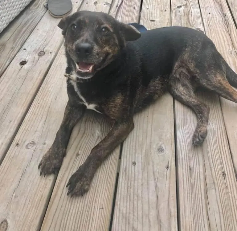 perro feliz disfrutando de su nueva vida