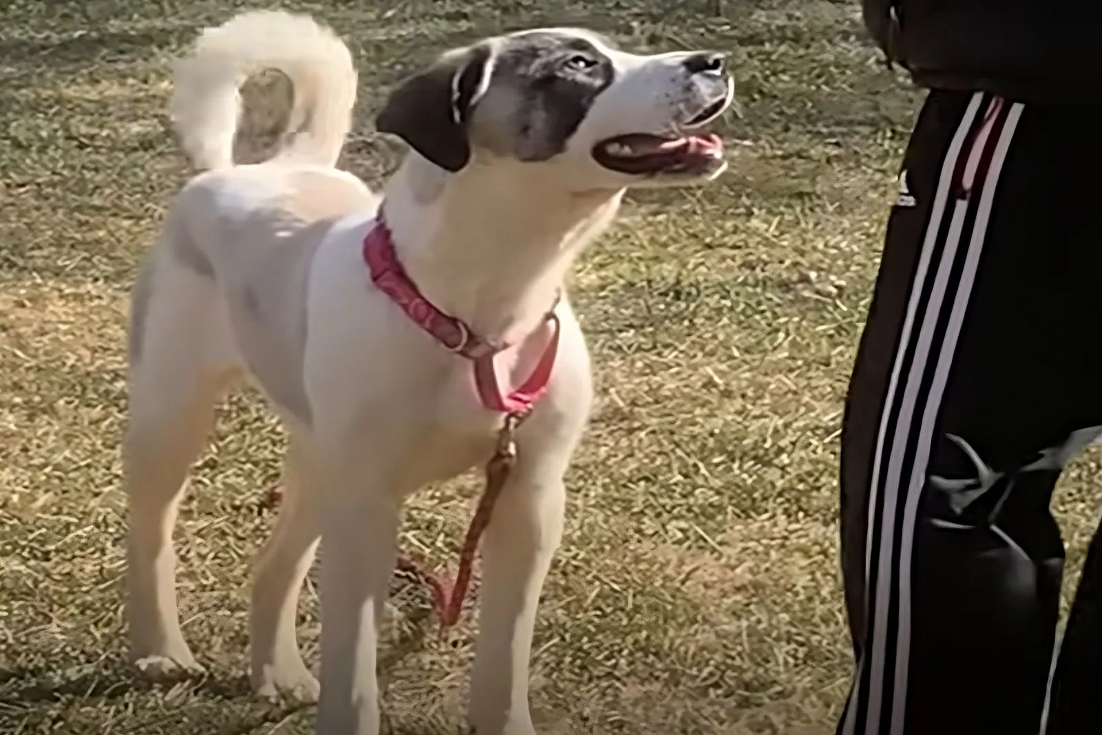 perro feliz en el parque con su dueño