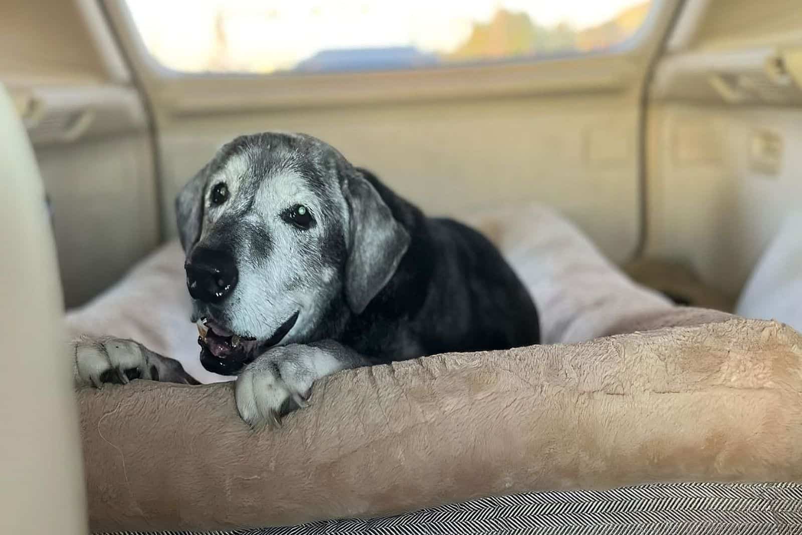 happy old dog lying in his bed
