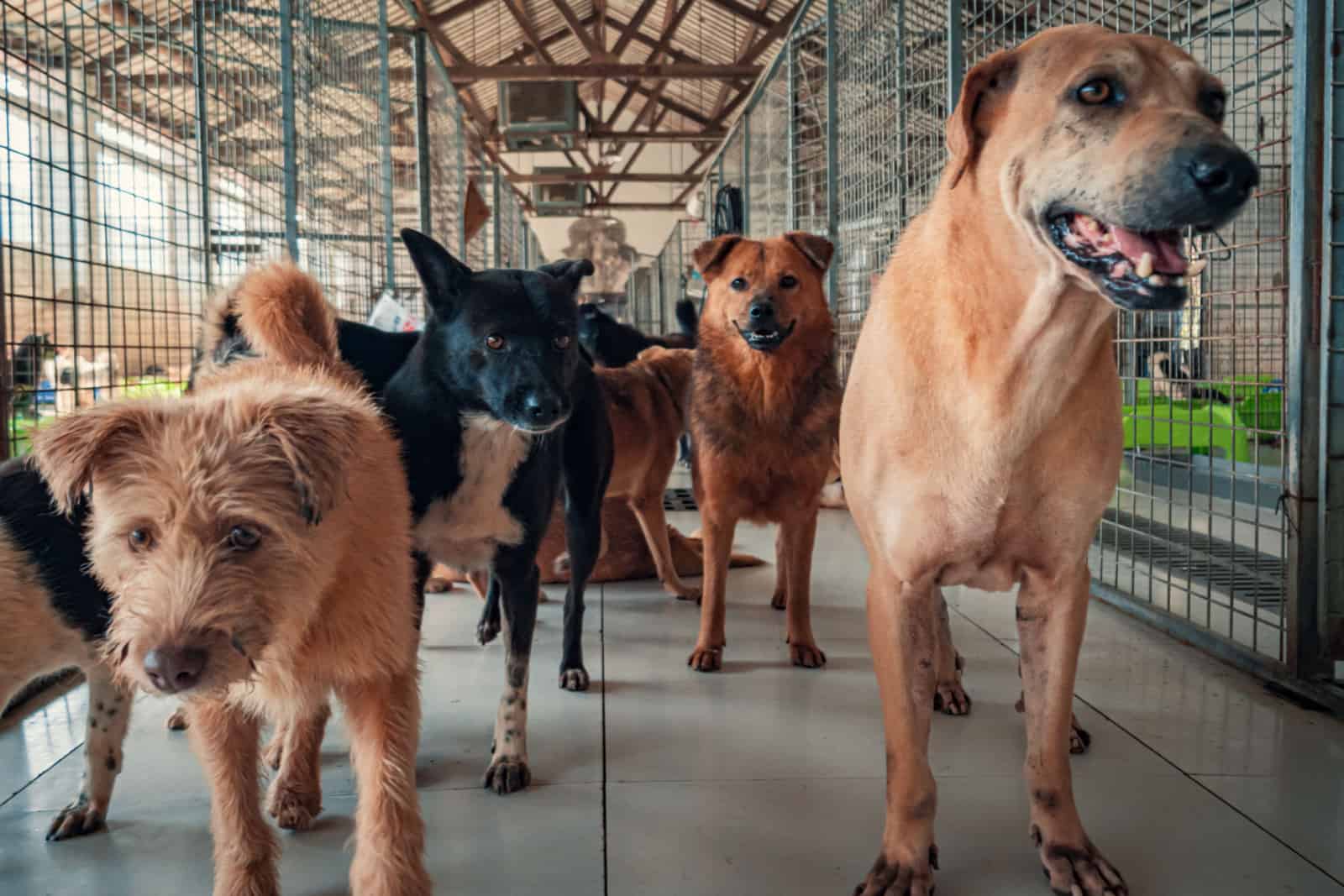 homeless dogs of different breeds in animal shelter.