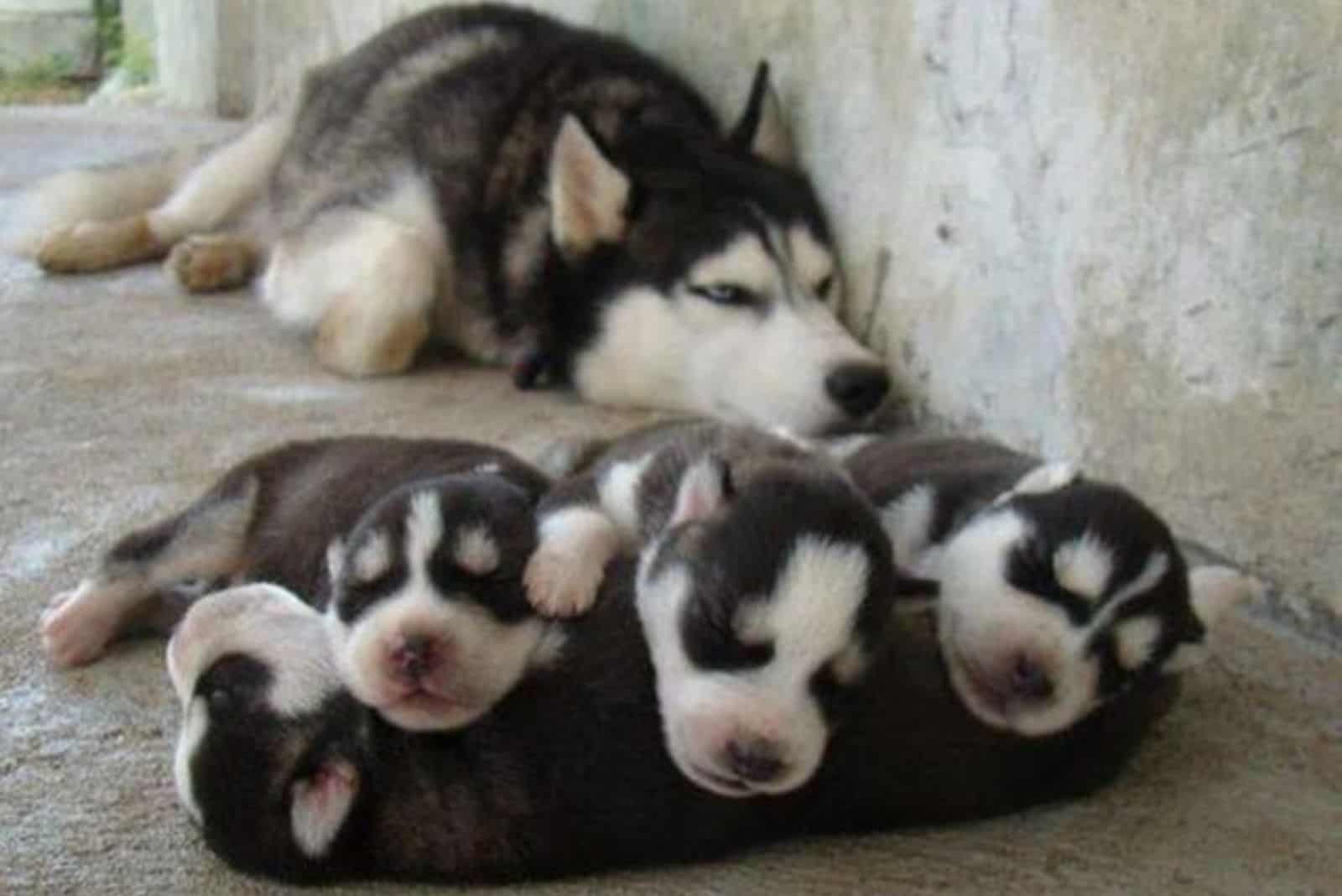 husky resting from her puppies while they sleeping