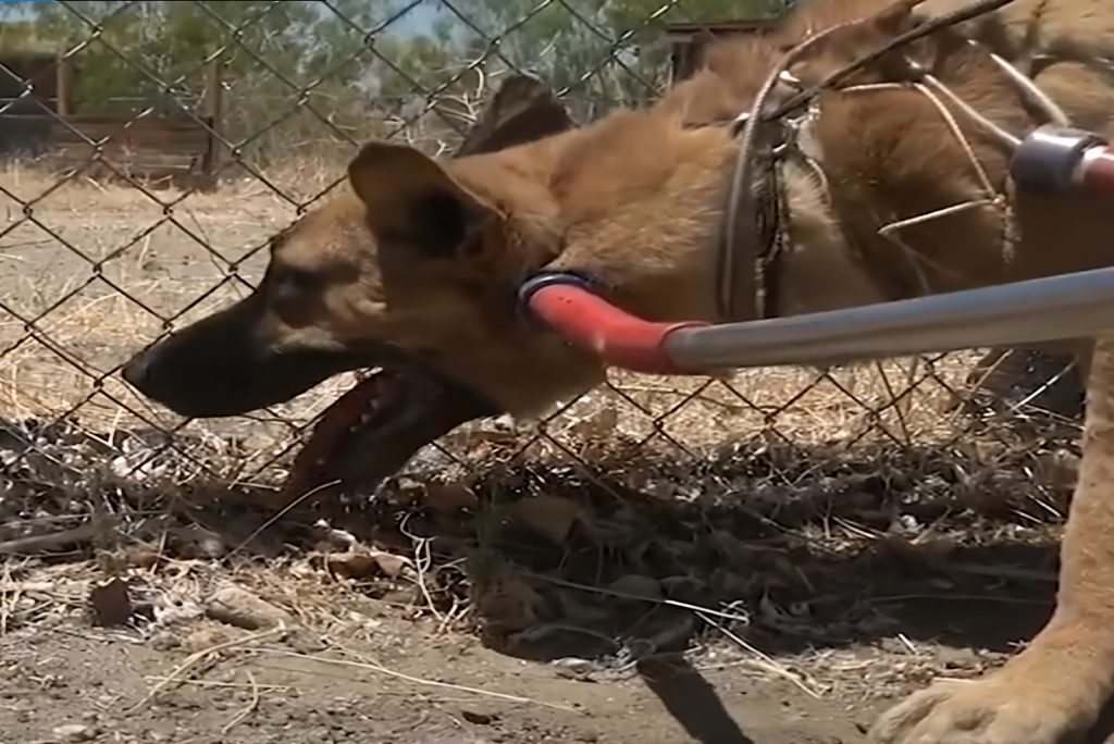 injured GSD with open mouth