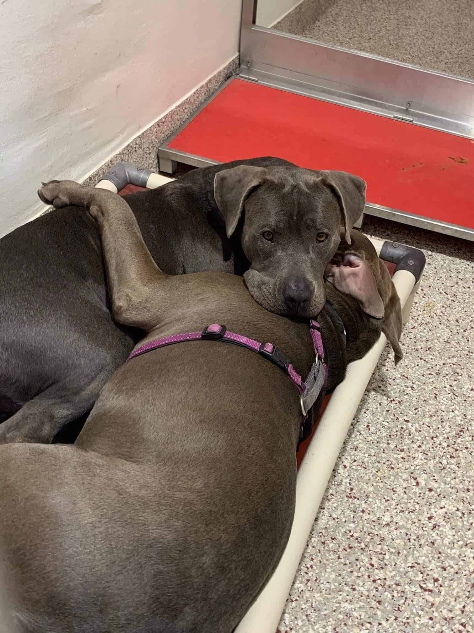 jukebox and agatha snuggled up together
